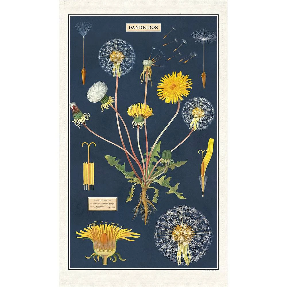 Dandelion Tea Towel 1 Dandelion Tea Towel